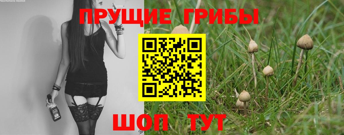 Псилоцибиновые грибы GOLDEN TEACHER Красный Сулин